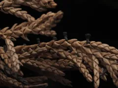 Chloroscypha alutipes thumbnail 4