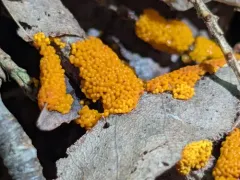 Physarum virescens thumbnail 4