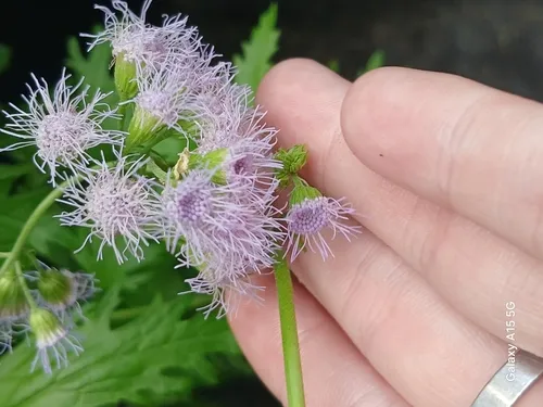 Palmleaf Mistflower