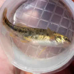Speckled Dace thumbnail 4