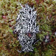 Beaded Tube Lichen thumbnail 4