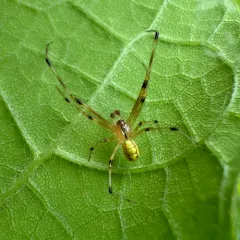 Eastern Long-legged Cobweaver thumbnail 4