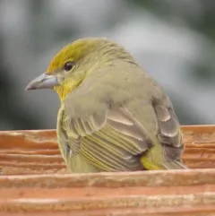 Hepatic Tanager thumbnail 4