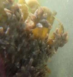 Pacific Gooseneck Barnacle thumbnail 3