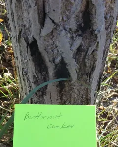 butternut canker thumbnail 3