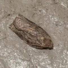 Gray Archips Moth thumbnail 4