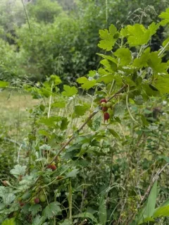 white-stemmed gooseberry thumbnail 4