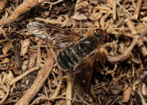 Thyridanthrax pallidus