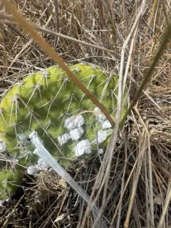 American cochineal bug thumbnail 3