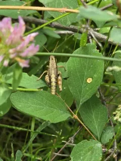 Payette's Short-wing Grasshopper thumbnail 3