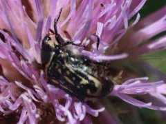 Kern's Flower Scarab thumbnail 4