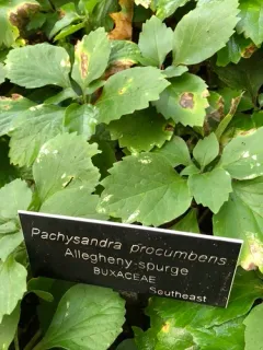 Allegheny Spurge thumbnail 2
