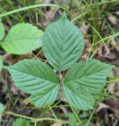 Fuller's bristly dewberry thumbnail 3