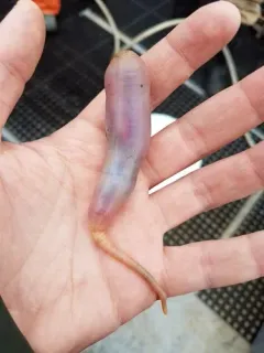 Little Sea Cucumber thumbnail 2