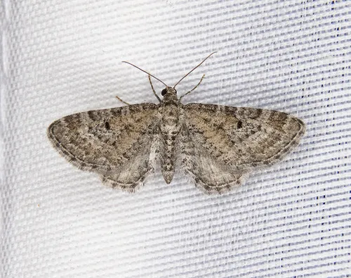 Eupithecia nimbicolor