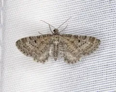 Eupithecia nimbicolor thumbnail 1