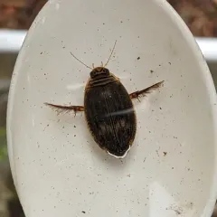 Abbreviated Predaceous Diving Beetle thumbnail 4