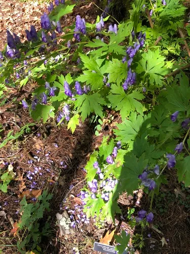 southern blue monkshood