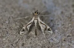 Eggplant Leafroller Moth thumbnail 2