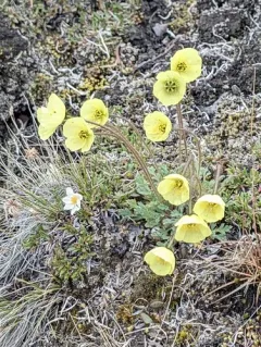 Lapland Poppy thumbnail 3