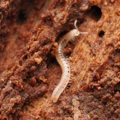 Palm Millipede thumbnail 1