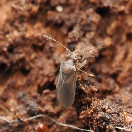 Ceratocombus vagans