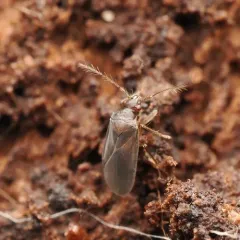Ceratocombus vagans thumbnail 1