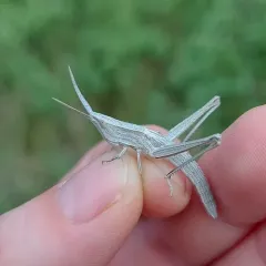Bunch Grass Locust thumbnail 4