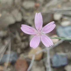 Desert Skeletonplant thumbnail 3