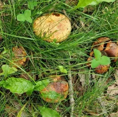 Leathery-veiled Bolete thumbnail 4