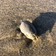 Pacific Sand Crab thumbnail 2