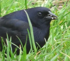 Shiny Cowbird thumbnail 4