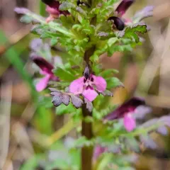 Small-flower Lousewort thumbnail 4