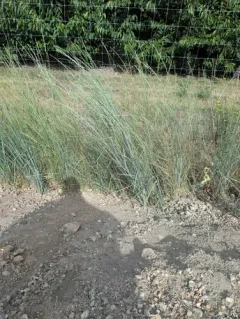 Tall Wheat Grass thumbnail 3