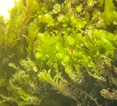 Scalloped Flapwort thumbnail 1