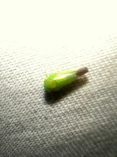 Populicerus gillettei thumbnail 3