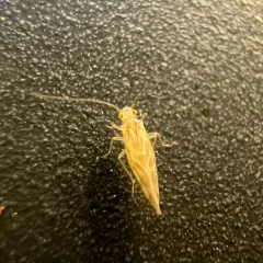 Chilenocaecilius ornatipennis thumbnail 4
