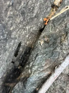Atherix pachypus thumbnail 3
