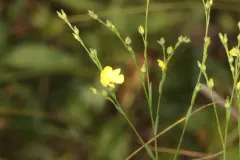 Sandplain Flax thumbnail 1