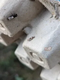 Half-oval Leaffolder Moth thumbnail 2