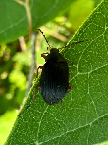 Pseudocistela brevis
