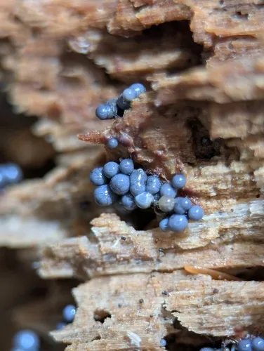 Cribraria argillacea