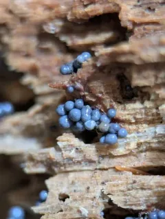 Cribraria argillacea thumbnail 1