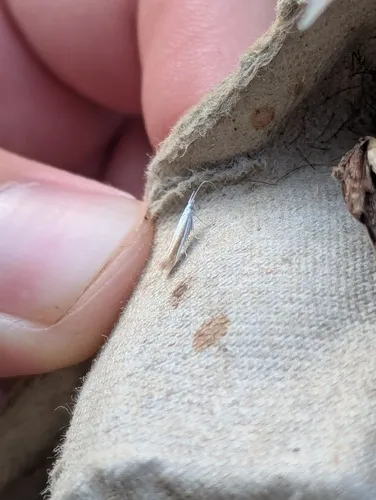 Coleophora kearfottella