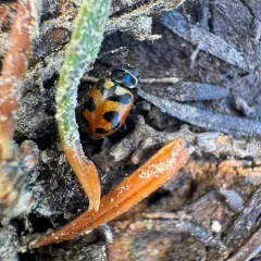 Oregon Lady Beetle thumbnail 4