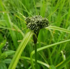 Black-girdle Bulrush thumbnail 3