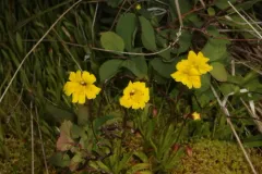 Threadleaf Primrose Monkeyflower thumbnail 3