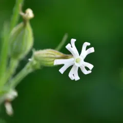 Night-flowering Catchfly thumbnail 4