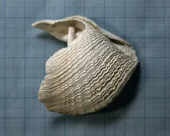 Great Piddock thumbnail 4