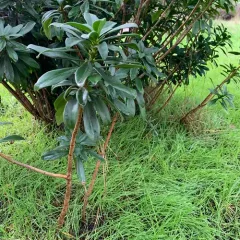 Spurge-laurel thumbnail 3